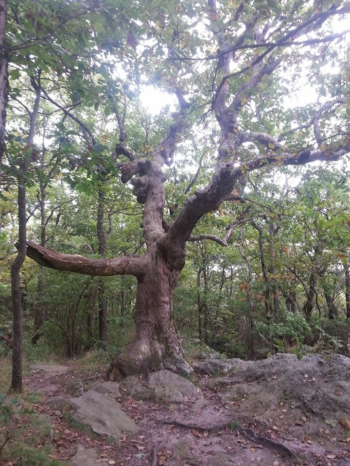 Tree on the descent from Springer Mountain